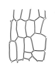 Physcomitridium readeri, exothecial cells from mid capsule. Drawn from J.K. Bartlett s.n., 19 Mar. 1980, CHR 449103.
 Image: R.C. Wagstaff © Landcare Research 2019 CC BY 3.0 NZ